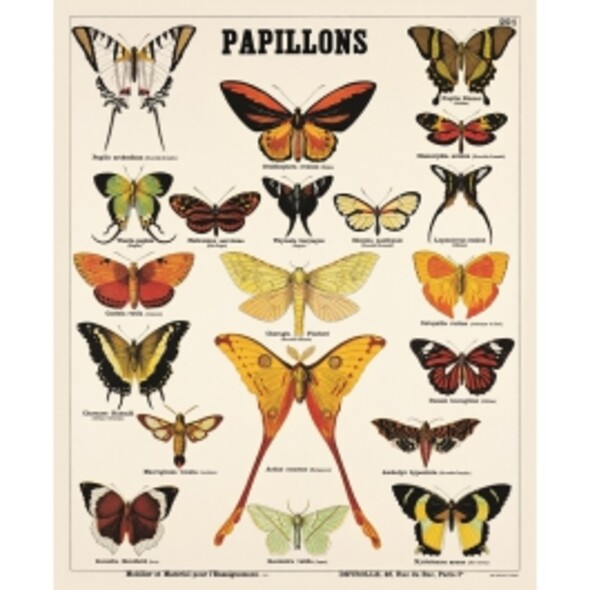 LES PAPILLONS