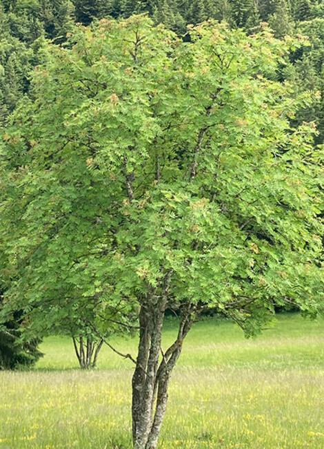 L’HOMME QUI PLANTAIT DES ARBRES